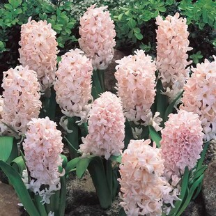 花耀飞进口风信子种球土培水培室内盆栽好养易活种植花卉