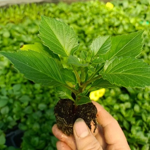 重瓣小丽花小苗盆栽室外露台阳台花草多色花朵植物四季开花好养