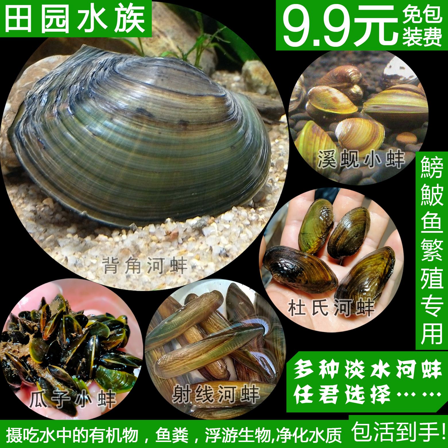 冷水养淡水河蚌活体黄金蚬贝壳贻贝瓜子蚌杜氏蚌除绿水鰟鮍鱼繁殖