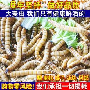 鲜活大麦虫金龙鱼饲料仓鼠面包虫活虫黄粉虫活体龟粮八哥画眉鸟食