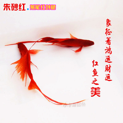 高帆红剑鱼双尾长尾燕尾高鳍红箭鱼热带孔雀鱼发财小型观赏鱼活体