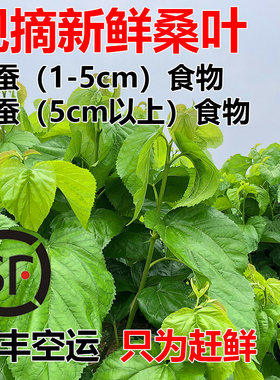 【蚕菇凉】桑叶新鲜小蚕吃嫩桑叶蚕宝宝饲料桑树叶现摘顺丰空运