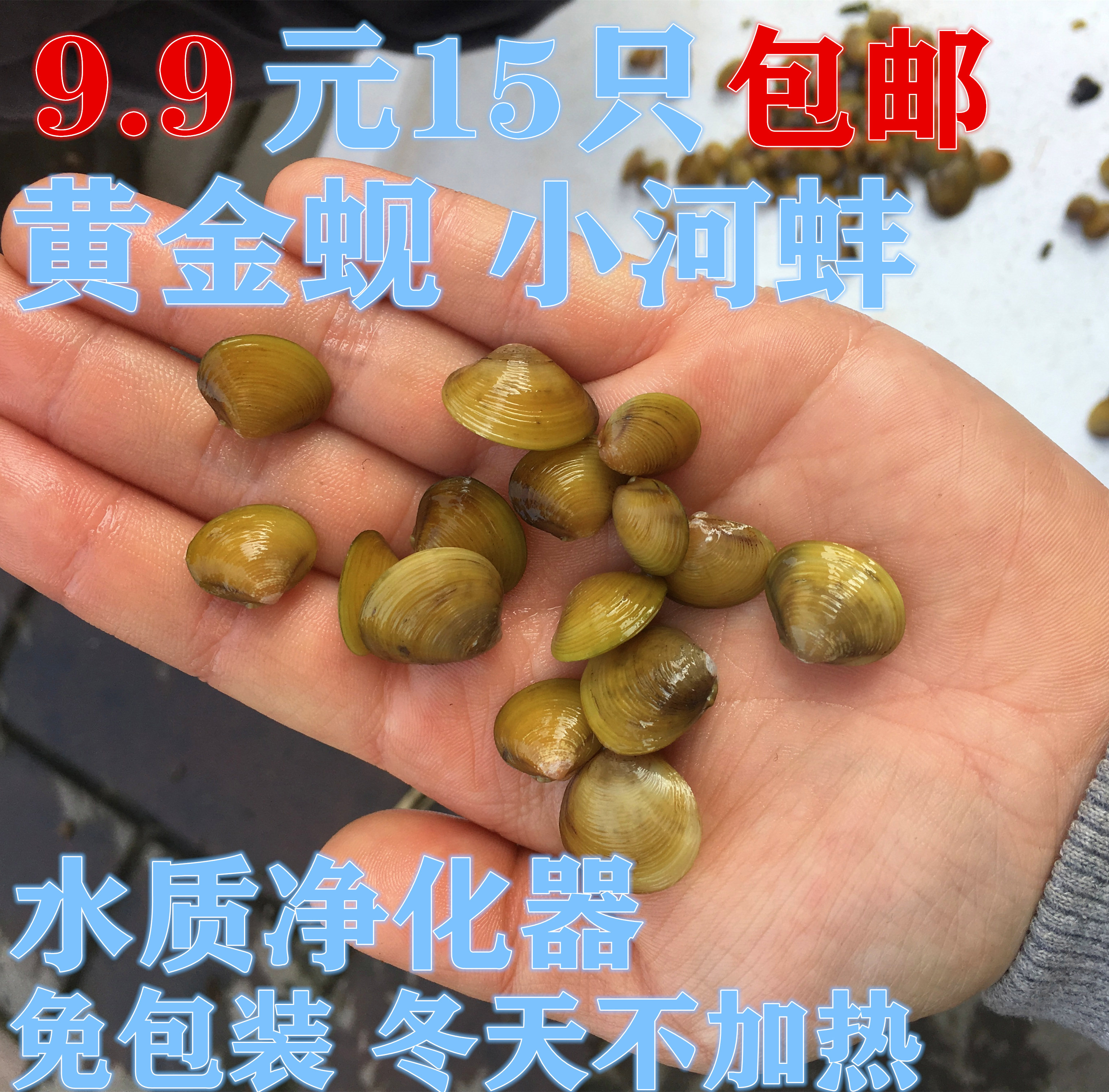 溪蚬迷你小河蚌河蚬活体淡水冷水野生宠物小型水族除藻观赏螺