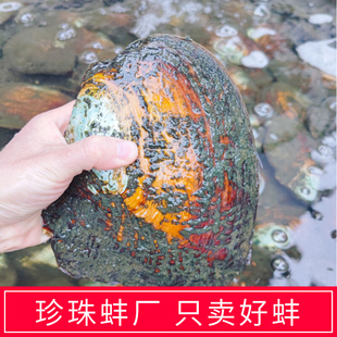9年天然淡水紫色单珠多珠组合自己开蚌取爱迪生珍珠蚌壳鲜活河蚌