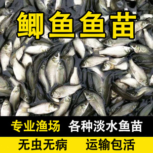 鲫鱼苗鲫鱼鱼苗淡水各种活体小鱼苗饲料鱼活鱼苗喂乌龟吃 小鱼苗