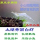 秀丽白虾 非花腰虾冒充 太湖白虾除藻虾观赏虾原生虾冷水虾工具