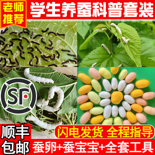 蚕宝宝学生养蚕套装活物春蚕卵幼虫金丝蚕种七彩12龄新鲜桑叶喂蚕