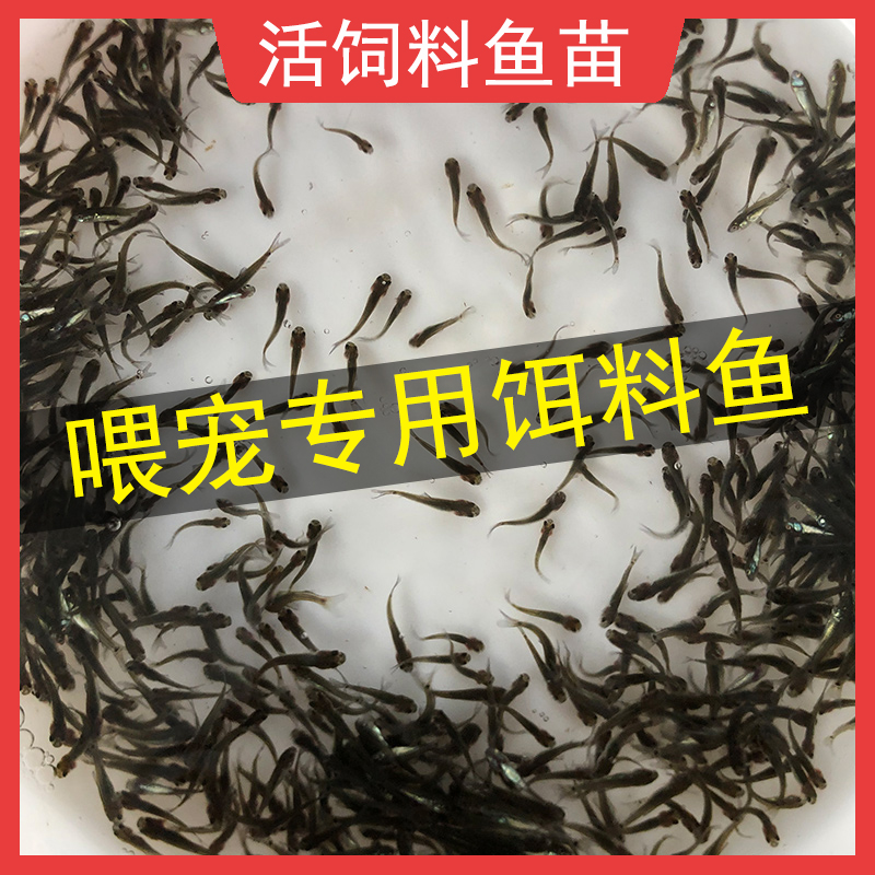 活饵料鱼苗喂鲈鱼鳜鱼乌龟食肉鱼种活体饲料小杂鱼淡水小鱼苗活食-封面