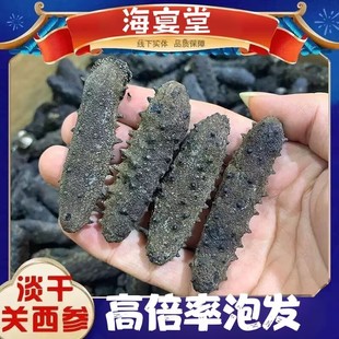 日本关东参北海道关中关西刺参深海纯淡干高品质海参干货500g包邮
