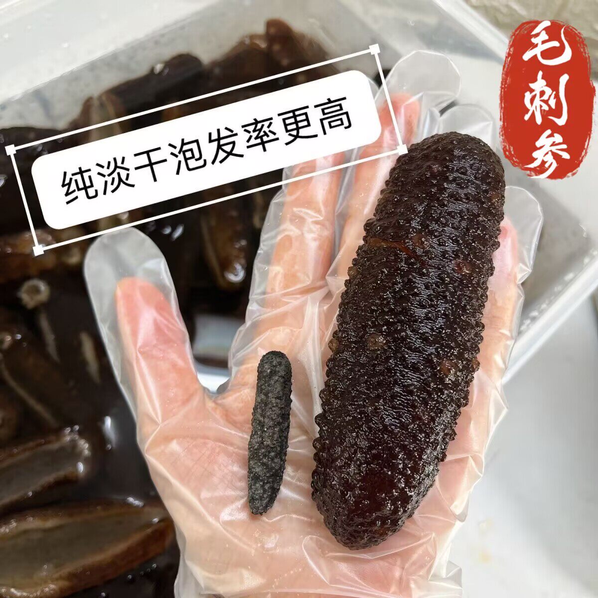 野生黑刺参毛刺参土耳其参干货米刺参淡干海参非辽参深海酒店礼盒