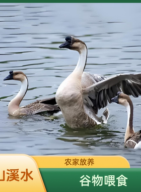 广东黑棕鹅清远大鹅谷物喂养肉鹅