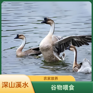 广东正宗清远黑棕鹅农家山塘鹅散养稻谷老鹅现杀鹅肉新鲜大鹅整只