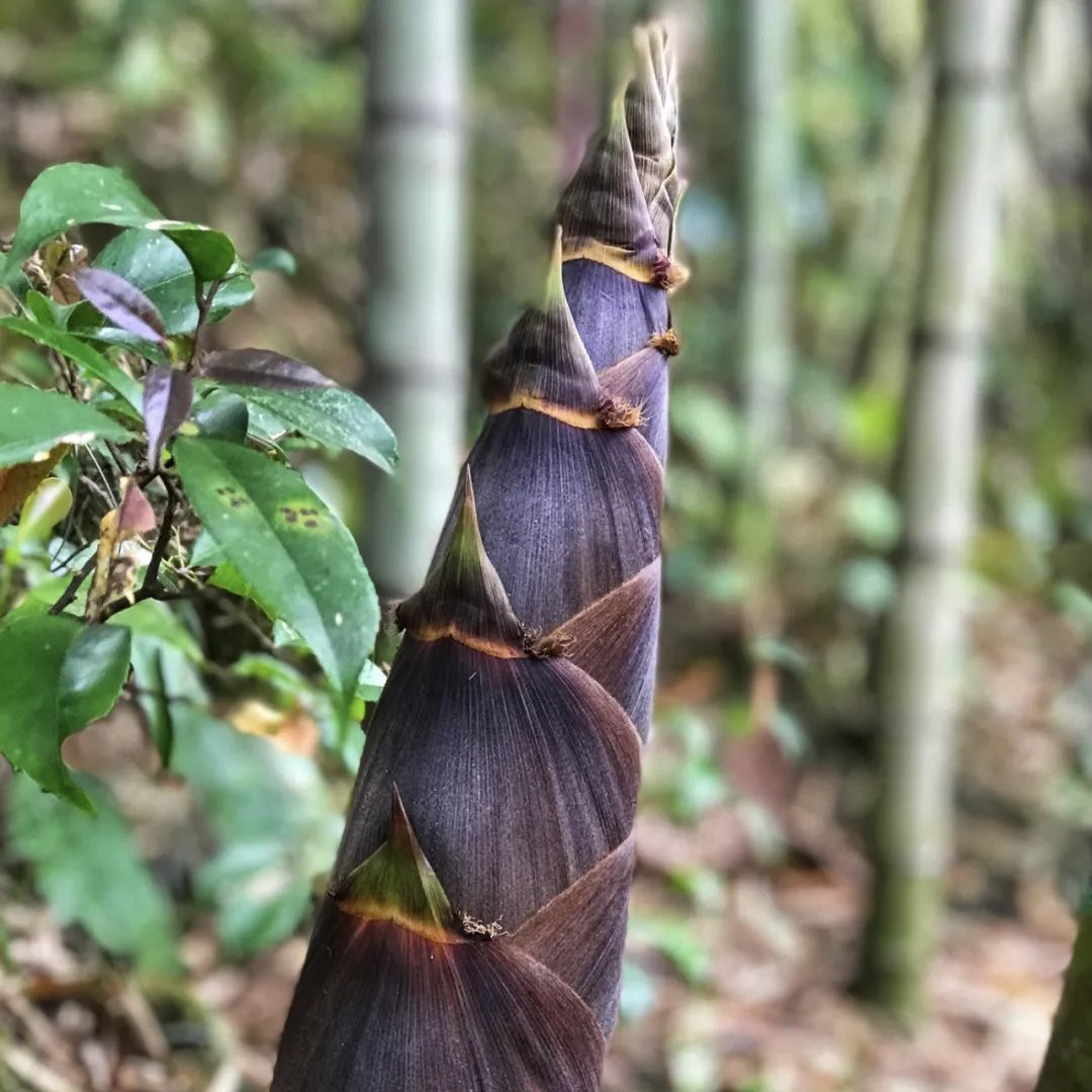 紫斑灰石竹苗天目山笋干竹紫蒲头灰竹石笋苗食用庭院紫壳灰斑点竹
