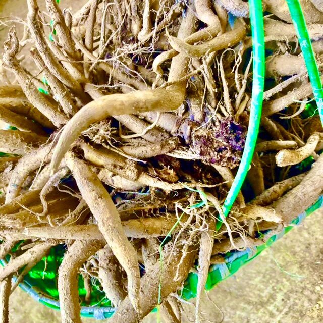 牛口刺新鲜野菜牛口仙刺蓟牛不嗅牛刺牛喳口牛舌头刺牛扎口大蓟根