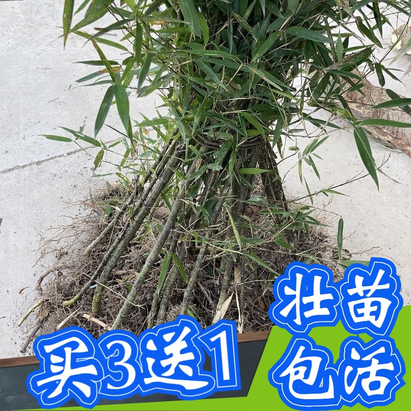 雷竹苗种植笋湘妃竹斑竹石竹桂竹菜竹雷笋竹苗苦竹刚楠竹毛竹根苗