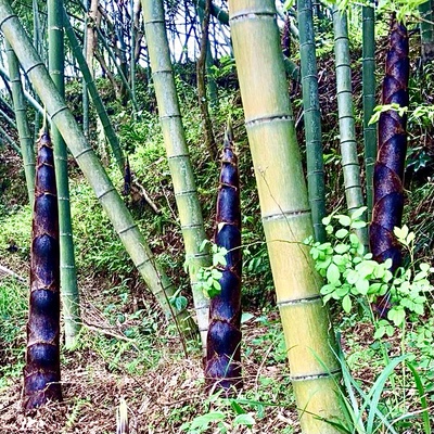 雷竹苗种植冬笋湘妃竹淡竹灰竹刚竹菜竹苗雷笋竹苗鳗竹楠竹毛竹苗