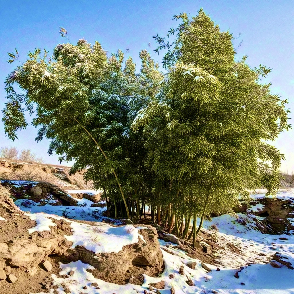 浙江早园竹苗北方耐旱耐寒竹子大全-20℃绿植物食用吃笋观赏庭院