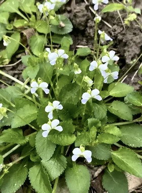 白地黄瓜草新鲜白蒂黄瓜香王瓜菜冷地岩白菜野白菜仔地白草七星莲