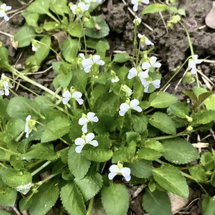 白地黄瓜草新鲜白蒂黄瓜香王瓜菜冷地岩白菜野白菜仔地白草七星莲