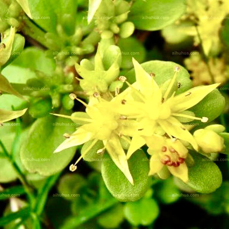 凹叶景天顺丰新鲜种苗干品磨粉末狗牙瓣半支莲马牙苋