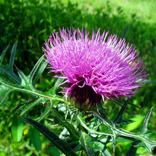 大蓟根新鲜野菜山刺红花刺菜千针花草铁刺菜牛刺头红刺盖煲汤食材