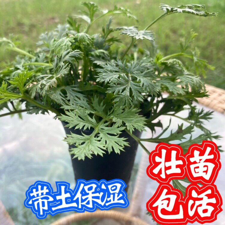 除虫菊苗种植物带盆栽防蚊草驱蚊花草杀灭蟑螂草跳蚤臭虫灭苍蝇草