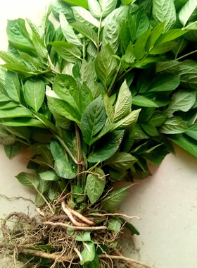 顺丰接骨草根枝叶蒴藋八棱麻陆英接骨木走马风八里麻新鲜干品货粉