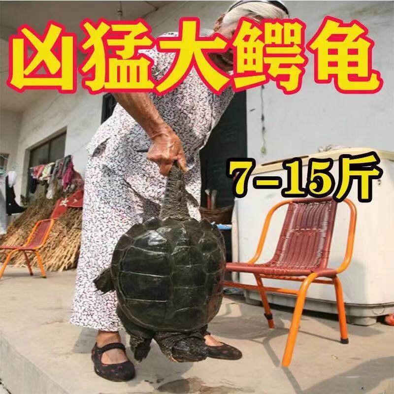 鳄龟食用鳄龟活物鳄鱼龟北美拟鳄龟人工养殖可食用活物