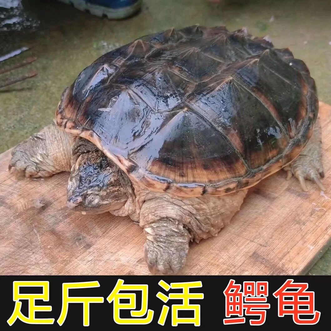 鳄龟食用鳄龟活物鳄鱼龟北美拟鳄龟人工养殖可食用活物图片