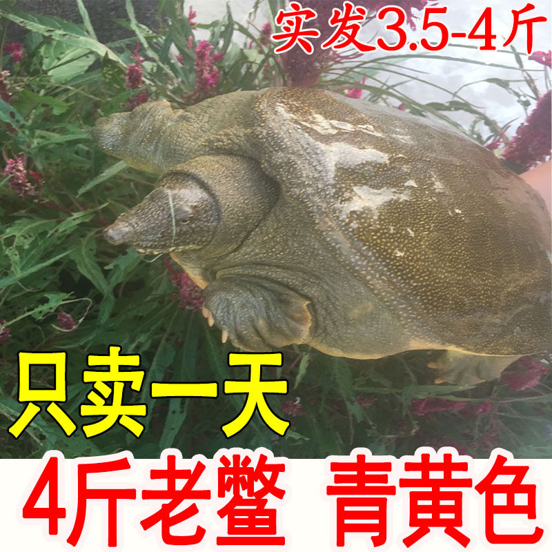 青黄外塘 甲鱼 活体免邮生态放养老鳖中华鳖营养滋补品外塘团鱼,水产肉类/新鲜蔬果/熟食,甲鱼,淘宝优惠券,粉丝福利购,淘宝优惠卷