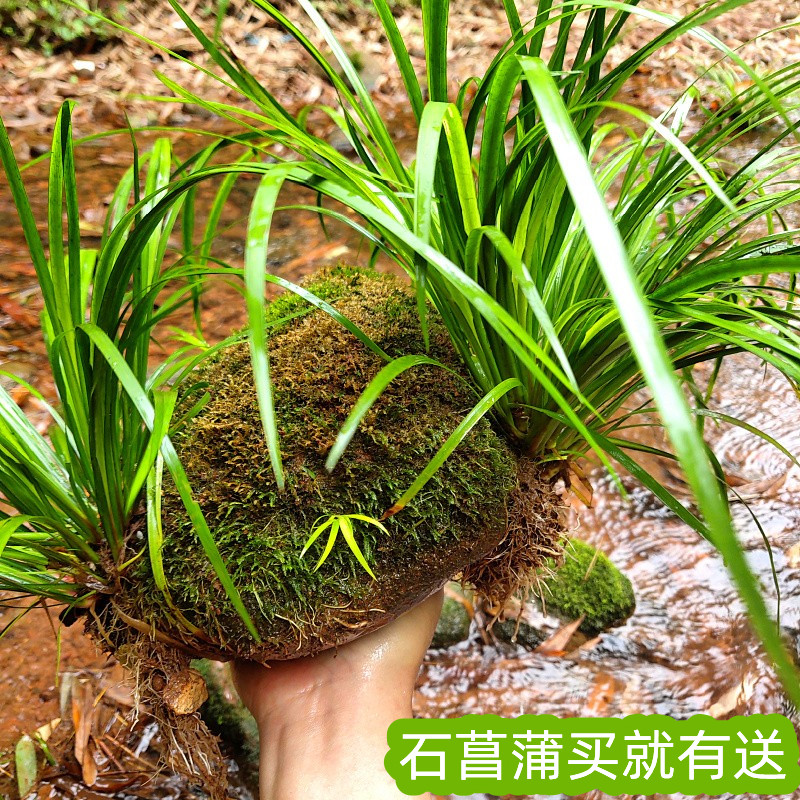 买1送2石菖蒲自然附石龟缸绿植苗