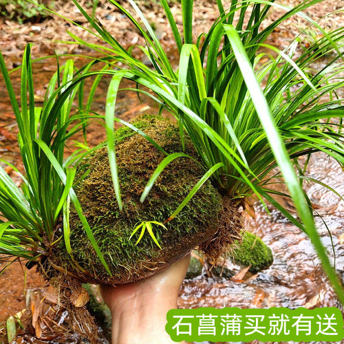 水培石菖蒲水生盆景鱼龟缸造景水养花草过滤盆栽安神绿植四季常青