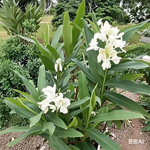 植物野姜花苗盆栽净化空气姜花种球地栽驱蚊蝴蝶百合花香四季常青