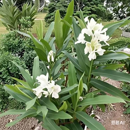 夏秋冬花期驱蚊净化空气室内栽培