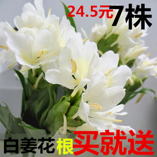 盆栽野姜花阳台花园楼顶公园客厅