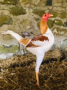 观赏鸡受精蛋高腿小玲珑种蛋进口摩登门观赏鸡受精卵可孵化受精蛋