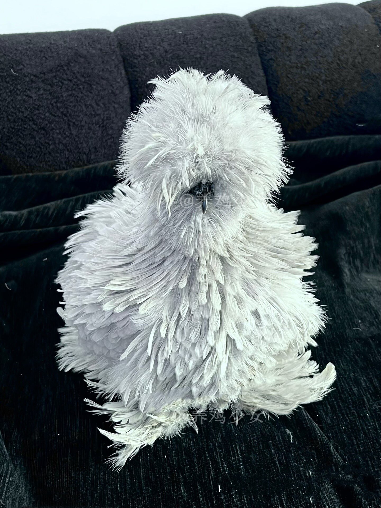 翻毛希尔鸡观赏网红宠物鸡狮王翻毛观赏鸡宠物鸡活体鸡蛋颜色混搭