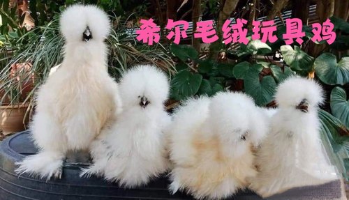 希尔宠物鸡种蛋进口一代希尔观赏鸡孵化种蛋包受精率毛绒玩具鸡