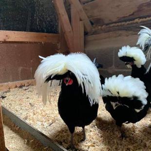 帽子鸡种蛋白头翁宠物鸡受精蛋进口观赏鸡可孵化受精卵包对版