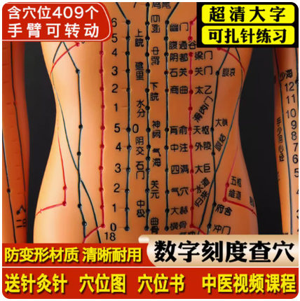 人体穴位经络模型可扎针十二经络小皮人标准大图中医针灸人体模型