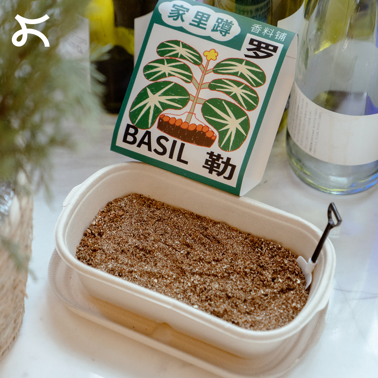左咸敦道家里蹲种植系列厨房香草香料薄荷可食用植物种子创意礼物