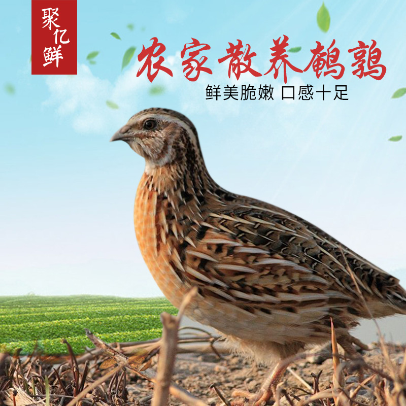 件包邮3酒店烧烤火锅炒菜新鲜鹌鹑肉大鹌鹑活杀农家散养