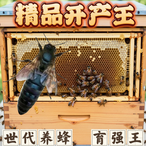 【中蜂王】中蜂蜂王中华蜜蜂金环人工野外活物活的整箱食用优质