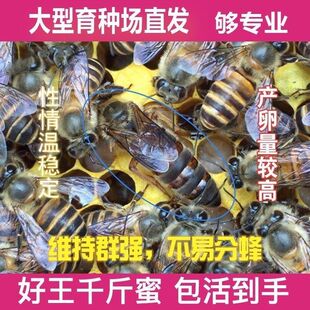 四川阿坝开产王优质王中蜂蜂王高产新开产卵王种王土蜂交尾阿坝王