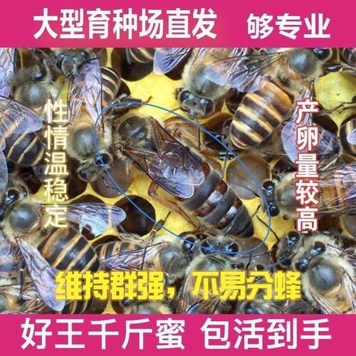 四川阿坝开产王优质王中蜂蜂王高产新开产卵王种王土蜂交尾阿坝王