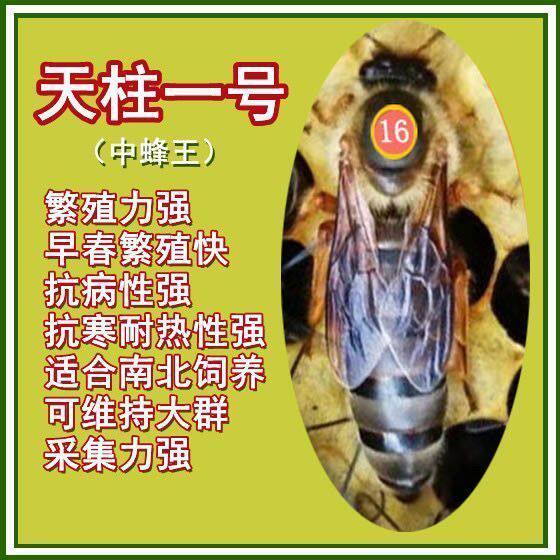 现货中蜂产王【天柱一号】高产优质生产新开产种王处女王包产包活