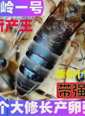 中蜂王蜜蜂种产卵王蜂王新开产王土蜂苍王活体阿坝处女王正宗种王