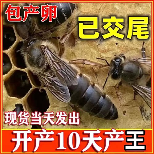 中蜂蜂王蜜蜂高产种王伏牛产卵王阿坝双色新开产王伏龙王包产包活