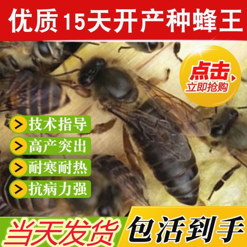 中蜂王种王蜜蜂产卵交尾王活体处女王阿坝杂交新开产王土蜂王