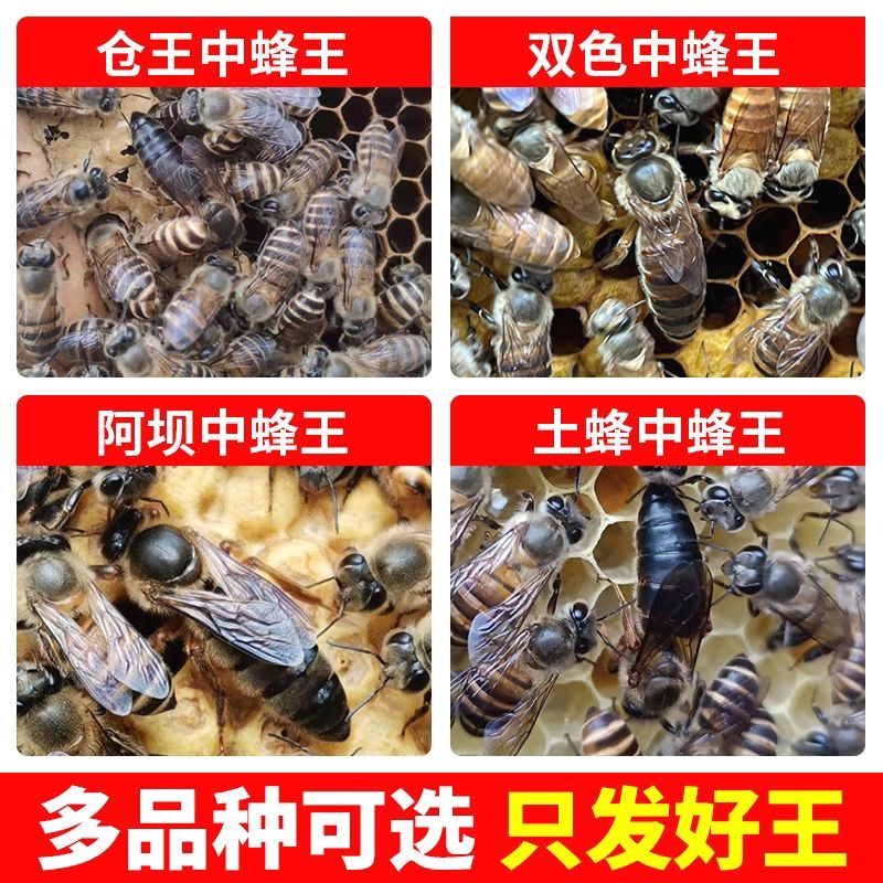 中蜂蜂王强群种王高产开产王阿坝授粉蜂